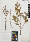 Foto von Salix peloritana Preston